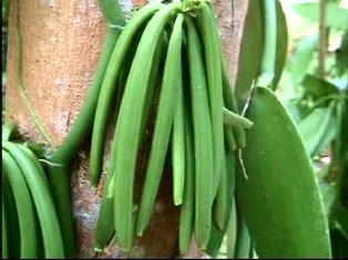 budidaya panili panduan-budidaya-panili-natural-nusantara-produk-nasa-teknis-budidaya-pupuk-organik-nasa-poc-nasa-hormonik-supernasa-power-nutrition-cara-pemesanan-order"