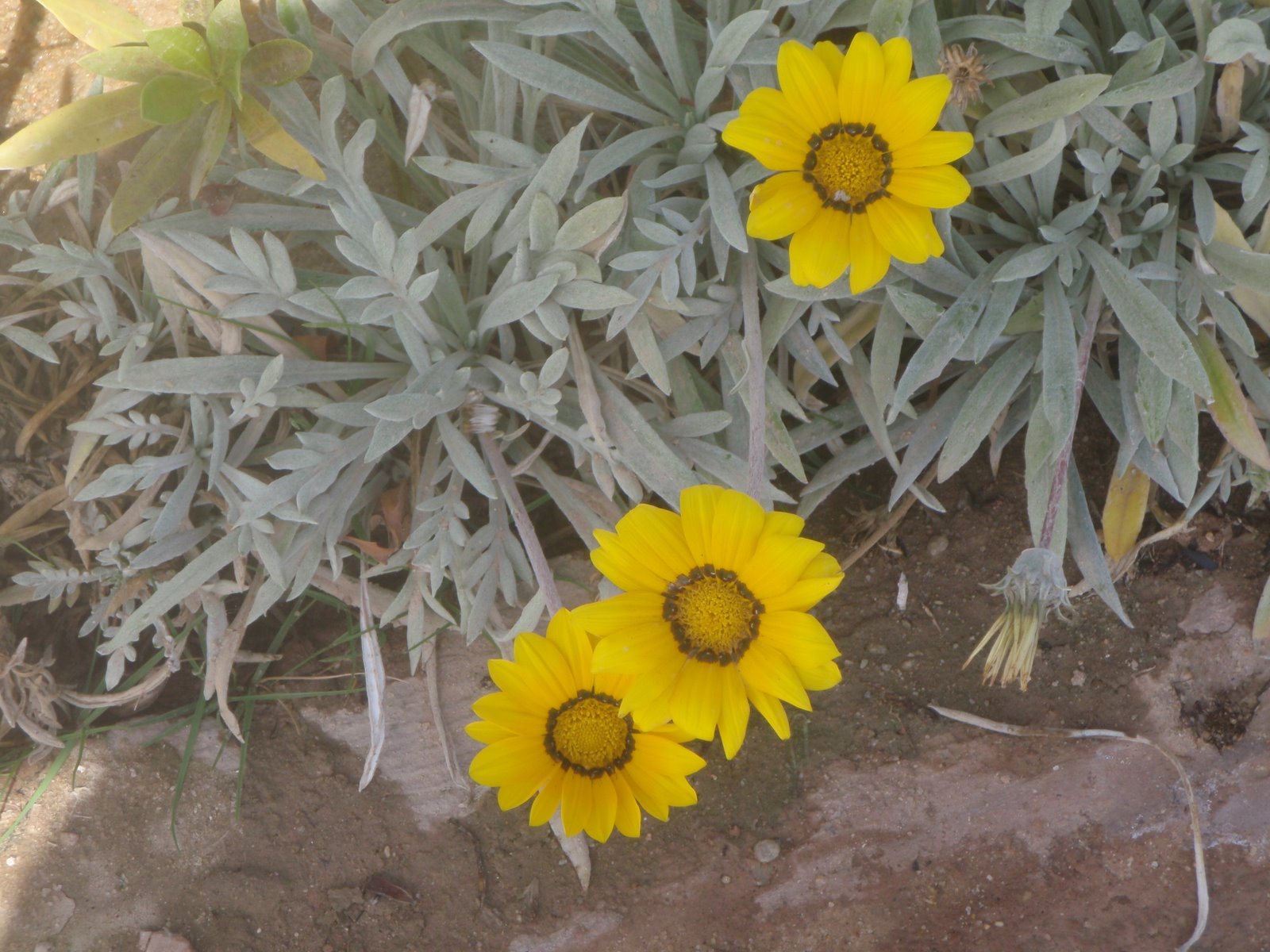 Plants in Egypt Flowers of the Nile valley