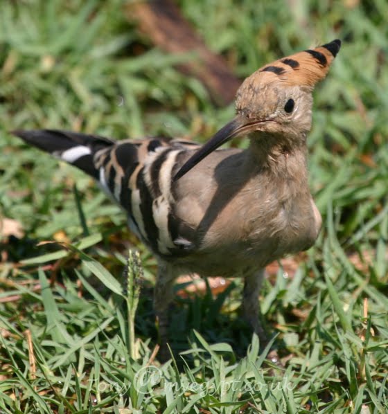 Birding in Egypt Young hoopoe