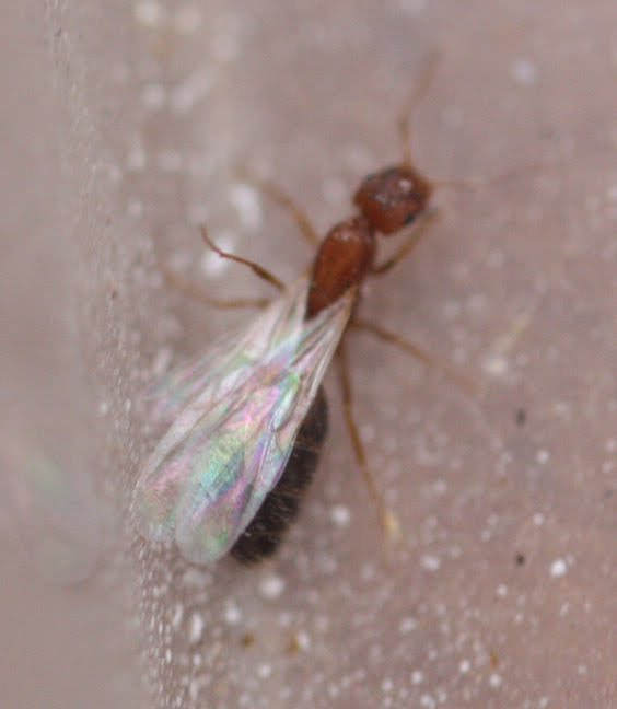flying ants