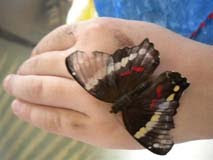 Vlinder op Soleine's hand