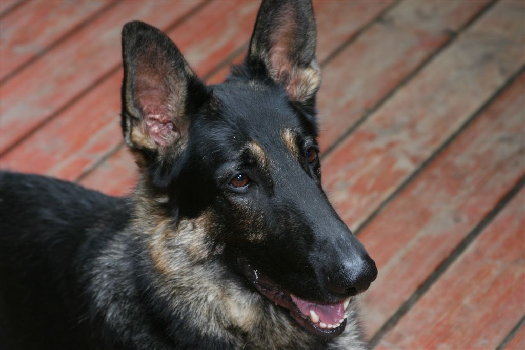 German Shepherd Dog Top Dog Directory