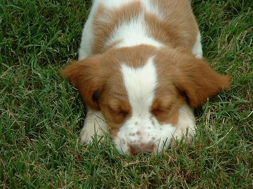 Brittany Dog Photos