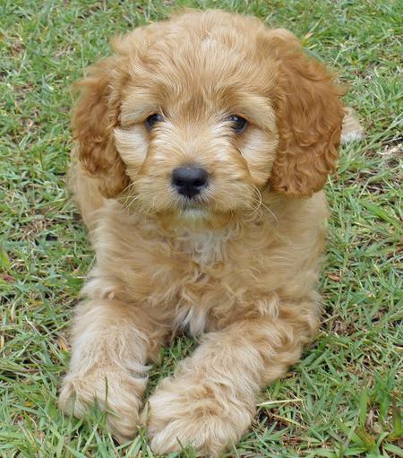 Havanese Poodle Mix | Top Dog Directory