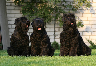 Russian+dog+breeds+pictures
