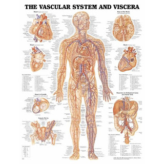 ما هى الطاقه - شرح بالصور Vascular+System