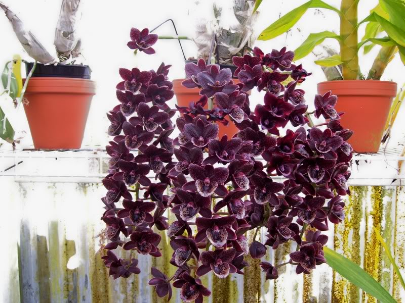 A Orquidea Negra [1958]