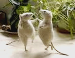 [ratos.bmp]