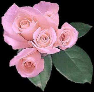 [flor-rosa.jpg]