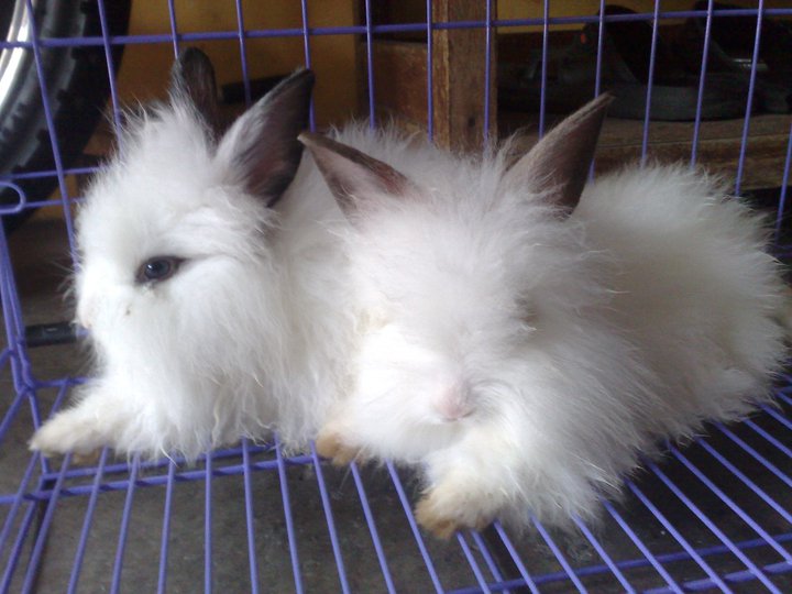 Arnab Angora