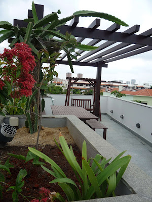 Dragon+fruit+plant+care