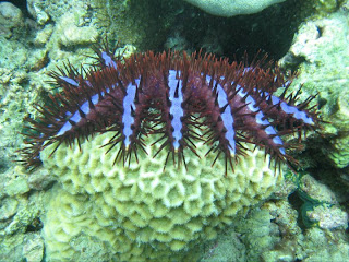 Bintang+bulu+seribu+(Acanthaster+plancii).jpg (320×240)
