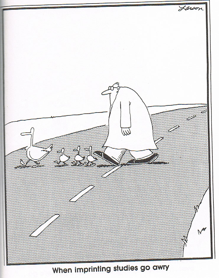 Far Side