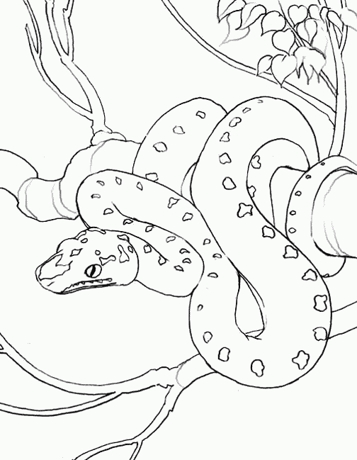 Snake Animal Coloring Sheets title=