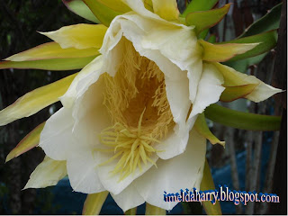Dragon+fruit+plant+flower