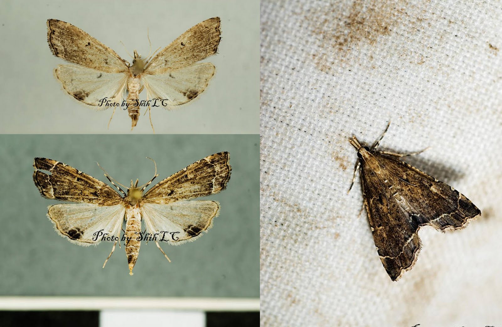[MOT_2714+Diplopseustis+perieresalis.jpg]