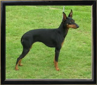 ENGLISH TOY TERRIER (BLACK and TAN) BREEDS DOGS