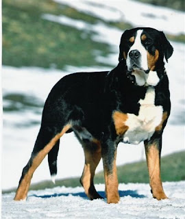Puppies Park Grosser Schweizer Sennenhund Great Swiss Mountain Dog