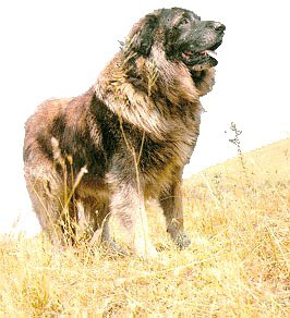 Alpine Shepherd Dog