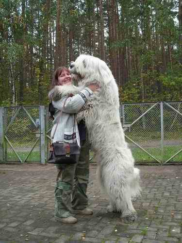 [KavkazskaÃ¯a+Ovtcharka+CAUCASIAN+SHEPHERD+DOG1.bmp]