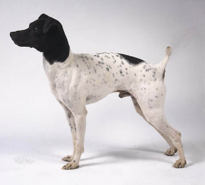 PUPPY CARE CENTER Nihon Teria JAPANESE TERRIER Puppy Care Center and