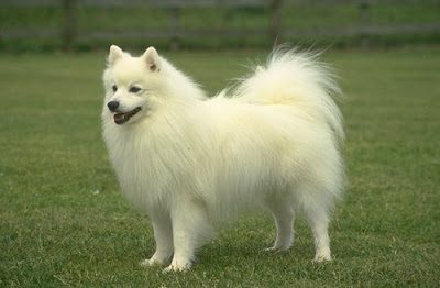 Japanese Wallpaper on And Cats Breed  Nihon Supittsu Japanese Spitz Dogs And Cats Wallpapers