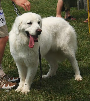 Alpine Shepherd Dog