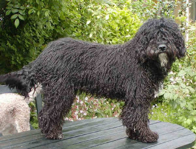 Norwegian Water Dog
