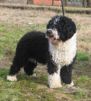Perro de agua español SPANISH WATER DOG Perro de agua español SPANISH WATER DOG