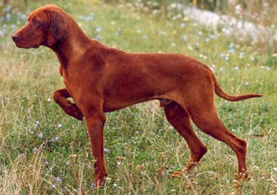 Funny Puppy Rovidszoru Magyar Vizsla Hungarian Short Haired