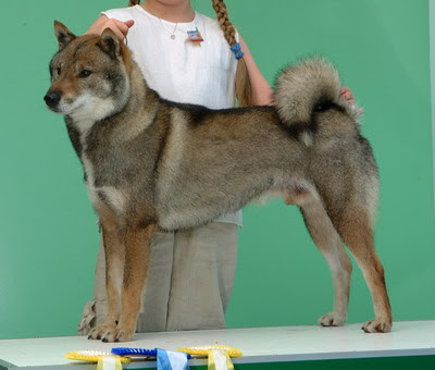 Guess the breed game (Guess correctly-then it's your tu