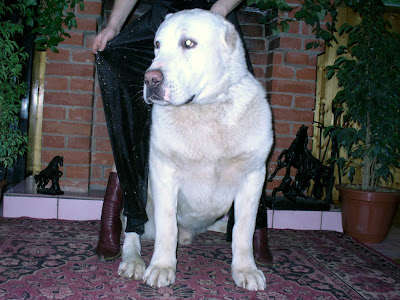 romagna water dog. SHEPHERD DOG Central Asian