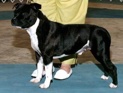 DOGS AND CATS BREED: STAFFORDSHIRE BULL TERRIER Dogs and DOGS AND CATS BREED: STAFFORDSHIRE BULL TERRIER Dogs and