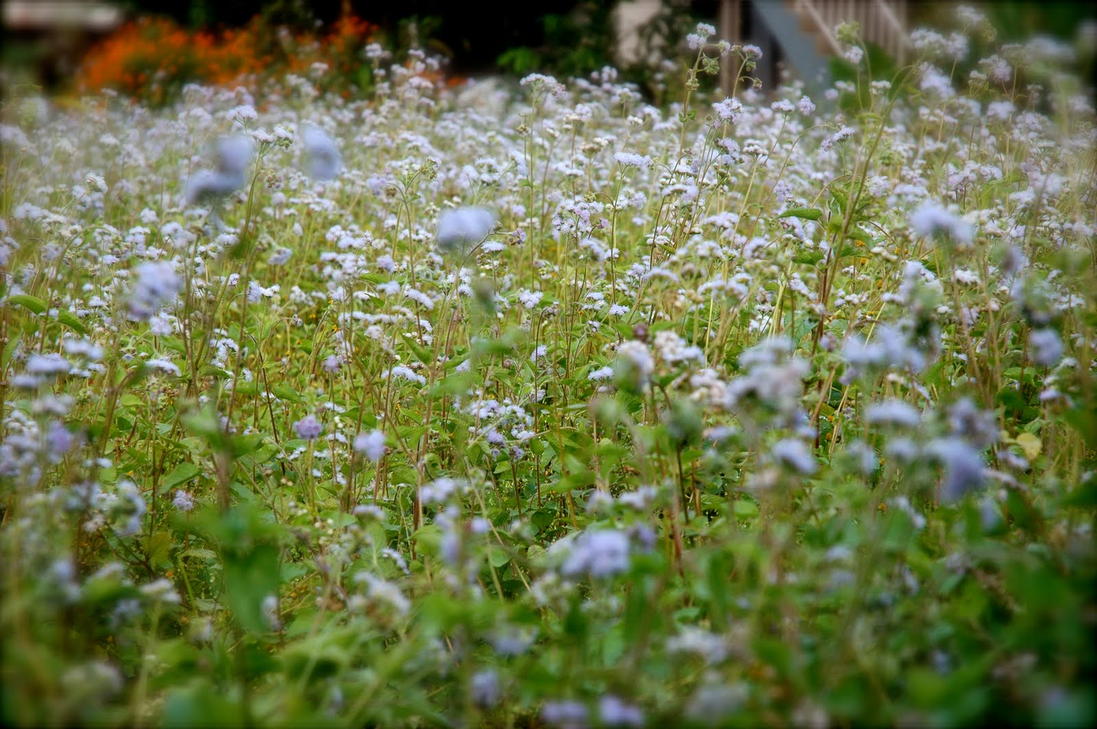 [DSC_2482.JPG]