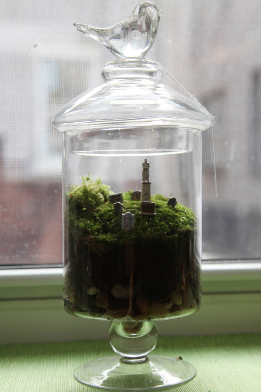 ladybird fellow terrarium fever baby ladybird fellow terrarium fever baby