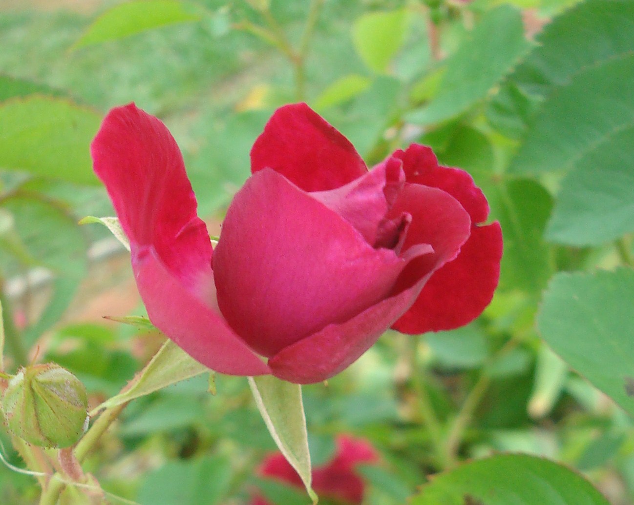 [In+The+Garden+May+2009+005.JPG]