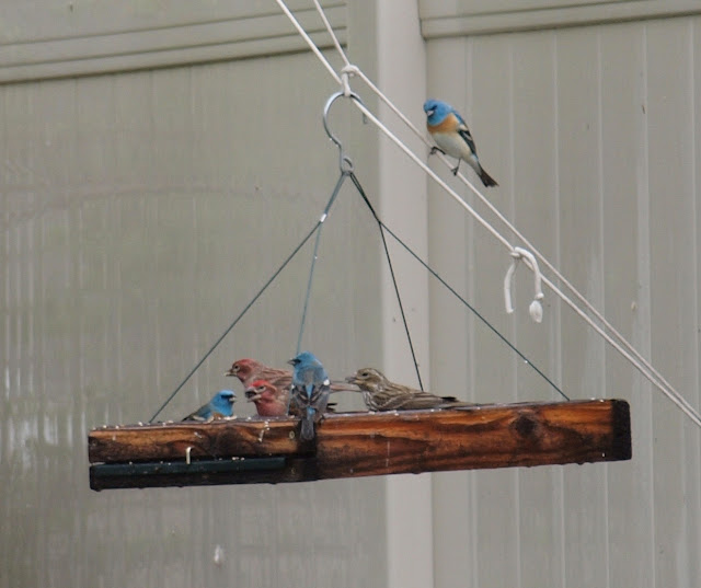 Birding Is Fun! Colorful Backyard Birding