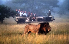 Safari au Kruger Park