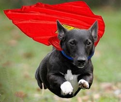 Superdog