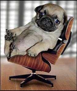 MidCentury Modern Pug