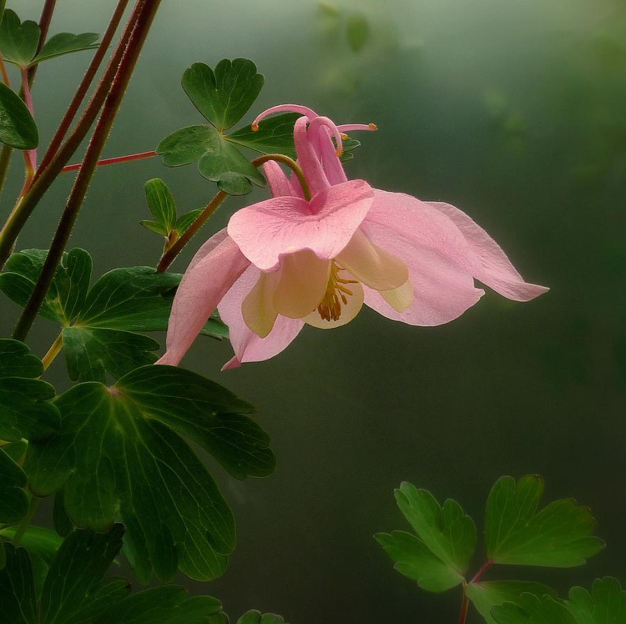pink columbine flower aquilegia content in a cottage pink columbine flower aquilegia content in a cottage