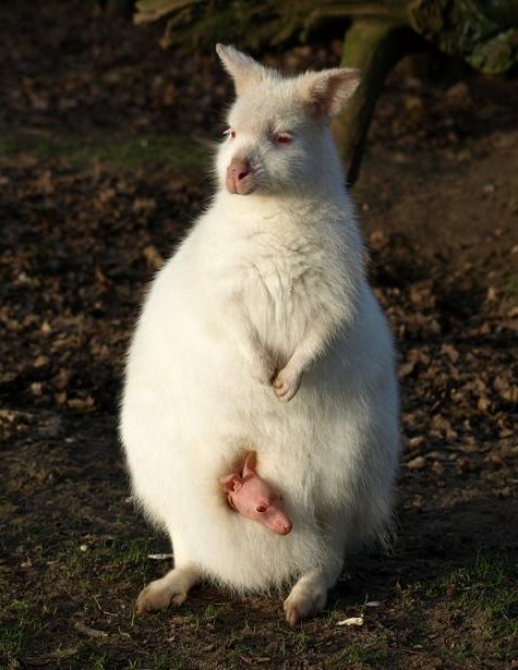 Baby Albino Wallaby