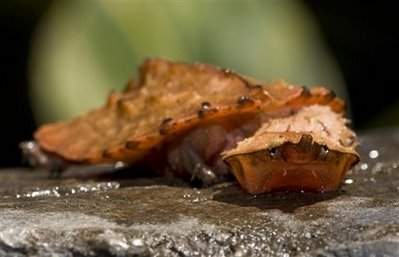 [Baby+Matamata+Yahoo!.jpg]