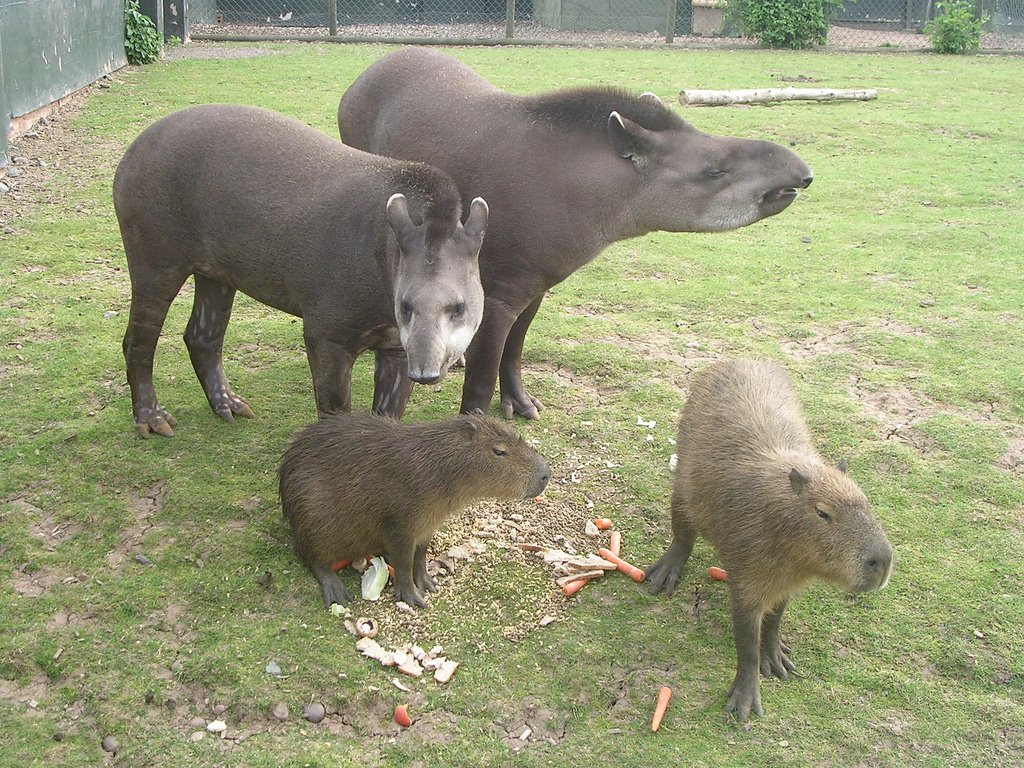 [Tapirs+and+Capybara_Sarah.jpg]
