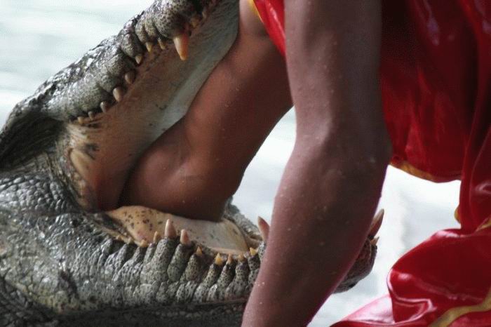 [manshandincroc_Knuttz.jpg]