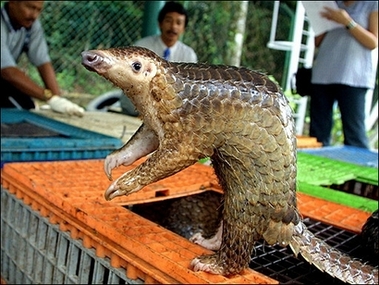 [pangolins_Yahoo.jpg]