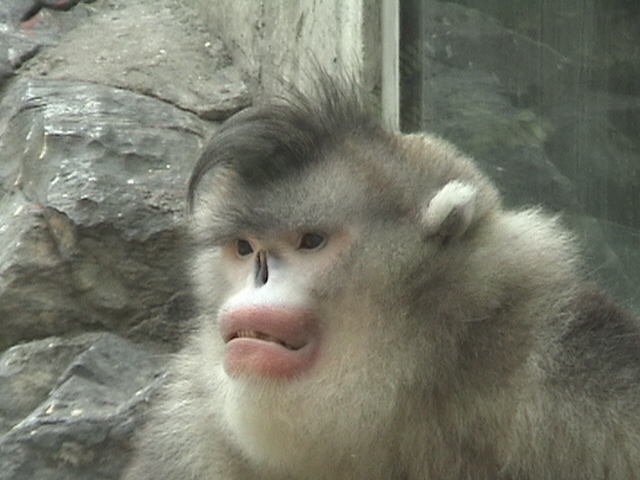 [Snub-nosed+Monkey+2.jpg]