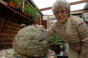 [beehiveinattic.jpg]