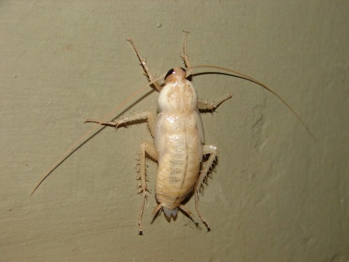 [whitecockroach.jpg]