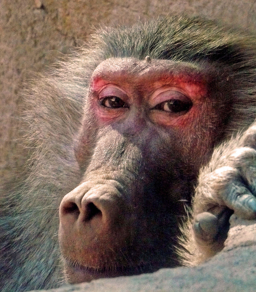 [baboonface_serendipitypeace2007.jpg]